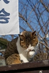 えのネコ.jpg