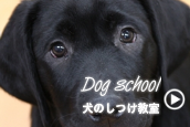 signすくーる.png