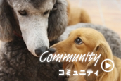 signこみゅ.png